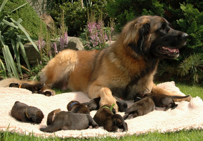 Puppies Leonberger litter C | Breeding station GOLDEN LEON